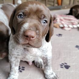 German Shorthaired Pointers from Country-Side Breeders