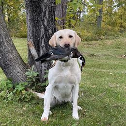 Zoe - Labrador Retriever