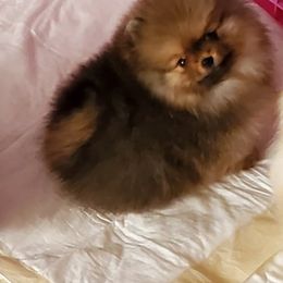 Pomeranian Puppies from Kayra Pomeranians