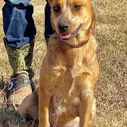 Australian Cattle Dogs from MO Morningstar Heelers