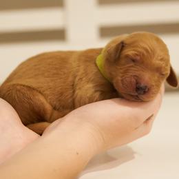Rafiki - Light Green Collar - Apricot male Goldendoodle puppy in Arlington, Washington from Anderson Goldendoodles