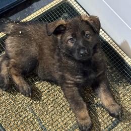 Twix - Sable female German Shepherd puppy in Salem, Virginia from Vom Kylohaus German Shepherds