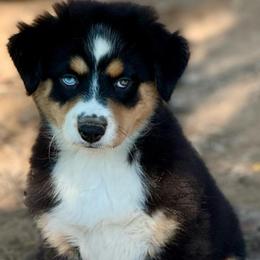 Maeve - Black tri female Miniature Australian Shepherd puppy in Patterson, North Carolina from DreamLine Aussies