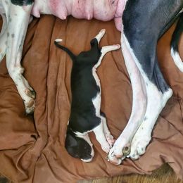 Great Dane Puppies from Dog in Mind Danes