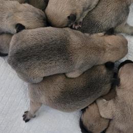 Female 1 - Wheaten female Norwegian Buhund puppy in Milford, Michigan from Zodiac Ranch