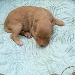 Tammy - Red female Aussiedoodle puppy in Allardt, Tennessee from Hearth&Hound Doodles