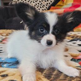 Puppy puppy - White black and tan male Papillon puppy in Lineville, Alabama from TimberLane Papillon's