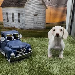 Isabella based red extreme piebald smooth male - Piebald male Dachshund puppy in Killeen, Texas from Southern Dachshunds