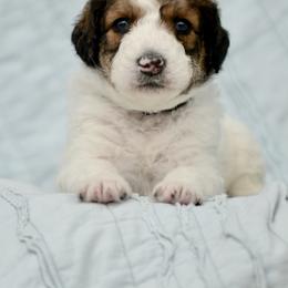Assorted Doodle Crosses, Bernedoodle, and Goldendoodle Puppies from Central Florida Bernedoodles