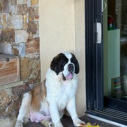 Ruby - Saint Bernard