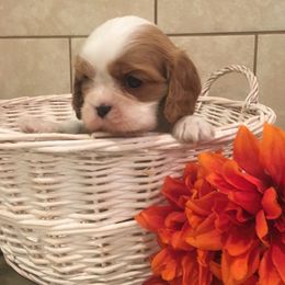 Cavalier King Charles Spaniel and Pembroke Welsh Corgi Puppies from Puppy PlayPen