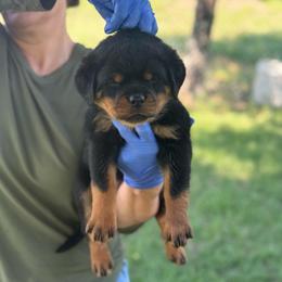 Light Purple Collar - Black and mahogany female Rottweiler puppy in Batesburg, South Carolina from Vom Haus Bulnes