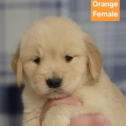 Promise Orange Female - Golden female Golden Retriever puppy in Wauseon, Ohio from Golden Sunrise Retrievers