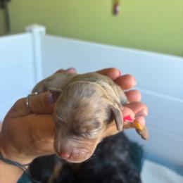 Lizzo - Dapple female Dachshund puppy in Weiser, Idaho from Peace Love and Doxies