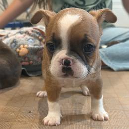 Elmer - Fawn male Boston Terrier puppy in Wellington, Ohio from Twist of Faith Farms
