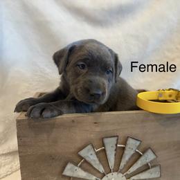 Charcoal yellow collar - Charcoal female Dilute Retriever puppy in Teton County, Montana from East Front Labradors & Treasure State Schnauzers