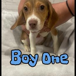 Browny - White black and tan male Beagle puppy in Hollister, California from 831 Beagles