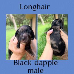 Henry - Dapple male Dachshund puppy in Pierson, Florida from Paige’s Mini Dachshunds