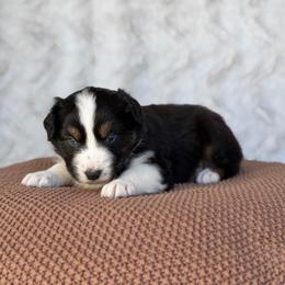 Boy 3 - Black tri-color male Australian Shepherd puppy in Argyle, Iowa from Country Time Kennels