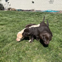 Labrador Retriever Puppies from Burks Retrievers