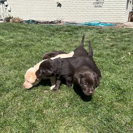 Labrador Retriever Puppies from Burks Retrievers