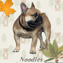 Noodles - French Bulldog