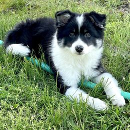 Icelandic Sheepdog Puppies from Windswept Icelandic Sheepdogs