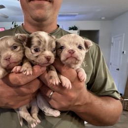 Chihuahua Puppies from Palmetto Paws Chihuahuas