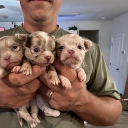 Chihuahua Puppies from Palmetto Paws Chihuahuas