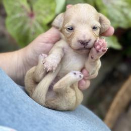 Ivory - Cream female Dachshund puppy in Wharton County, Texas from Country Bumpkins