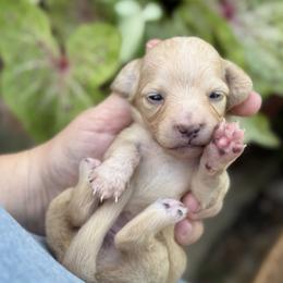 Ivory - Cream female Dachshund puppy in Wharton County, Texas from Country Bumpkins