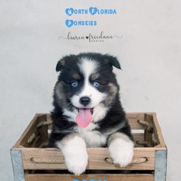 Pomskies from North Florida Pomskies