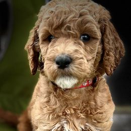 Fudge - Red  Goldendoodle puppy in Byron, Minnesota from Midwestern Doodles