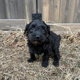 Roberta - Black phantom female Aussiedoodle puppy in Oklahoma City, Oklahoma from Foneb Farm - The F1B Farm