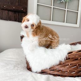 Bernedoodle and Cavapoo Puppies from Wonderful World Doodles