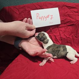 Ruby - White and red brindle female Whippet puppy in Alvin, Texas from Pecan Grove Akitas & Whippets