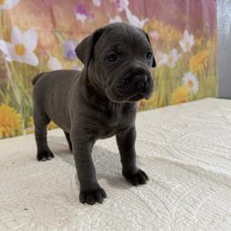Vienna- Grey( blue) Female - Gray female Cane Corso puppy in Loogootee, Indiana from Walnut Creek Cane Corso