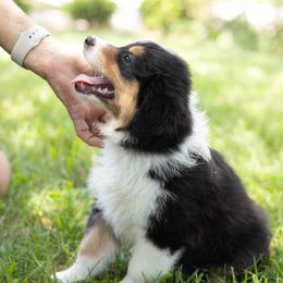 Australian Shepherd All Grown Up from Mad Ranch