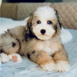 Nugget - Poodle
