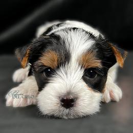 Biewer Terrier Puppies from Perfección Del Cielo Biewer Terriers