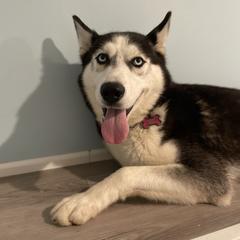 Xena - Siberian Husky