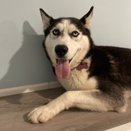 Xena - Siberian Husky