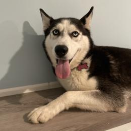 Xena - Siberian Husky