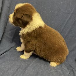 Zeke - Red tri-color male Australian Shepherd puppy in Hammond, Louisiana from Gold Ring Australian Shepherds
