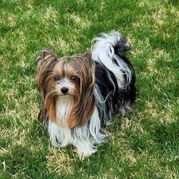 Fiona - Biewer Terrier