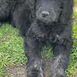 Bernedoodles, Goldendoodles, Old English Sheepdogs, Poodles, and Sheepadoodles from Funky Feather Farms