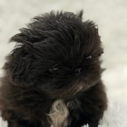 Misty - Black female Pekingese puppy in Rochester Hills, Michigan from Dreamers Pekingese