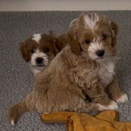 Boy 4 - Red  male Goldendoodle puppy in Newaygo, Michigan from West Michigan Doodles and Poodles