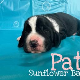 Patty - Black and white female Basset Hound puppy in Marianna, Florida from Sunflower Bassets