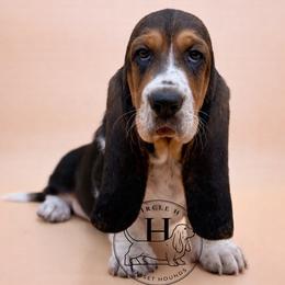 Peanut Pattie - Black white and brown female Basset Hound puppy in Konawa, Oklahoma from Circle H Basset Hounds